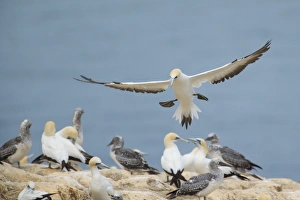 Australasian Gannets - adult about to land amidst breeding colony on top of a cliff Australasian Gannets - adult about to land amidst breeding colony on top of a cliff