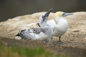 Australasian Gannets - nearly fully fledged chick and adult sit on a cliff Australasian Gannets - nearly fully fledged chick and adult sit on a cliff