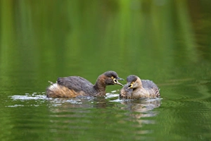 Australasian Grebe - two adult Australasian Grebe in breeding plumage communicate by Australasian Grebe - two adult Australasian Grebe in breeding plumage communicate by