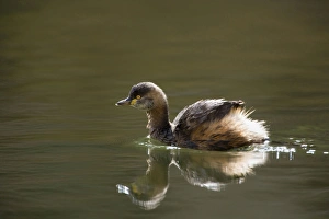 Australasian Grebe - adult in breeding plumage swims on a permanent waterhole in central Australasian Grebe - adult in breeding plumage swims on a permanent waterhole in central