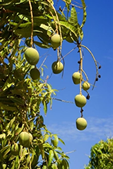 Australian Kensington Mango - orchard with immature mango fruits hanging in the trees Australian Kensington Mango - orchard with immature mango fruits hanging in the trees