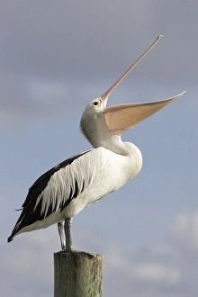 Australian Pelican - Standing with bill wide open and pointing skywards to collect Australian Pelican - Standing with bill wide open and pointing skywards to collect