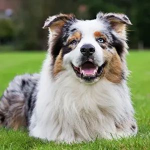 Long Haired Dogs Prints: Australian Shepherd