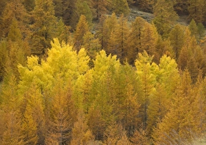Autumn colour: Black poplars surrounded by common / european larches (Larix decidua Autumn colour: Black poplars surrounded by common / european larches (Larix decidua