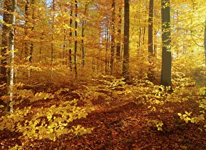 Autumn forest - colourful foliage in beech forest Autumn forest - colourful foliage in beech forest