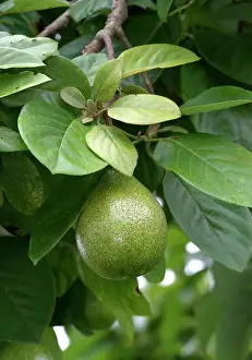 Tropical Fruit Plants Prints: Avocado