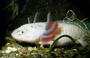 Axolotl Prints: Axoloti