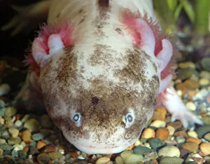 Axolotl: white form of neotenous larva Axolotl: white form of neotenous larva