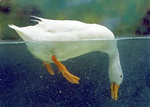 Aylesbury Duck - domestic, above & below water Aylesbury Duck - domestic, above & below water
