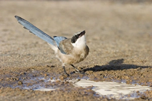 Azure-winged Magpie - Juvenile drinking from puddle of water Azure-winged Magpie - Juvenile drinking from puddle of water
