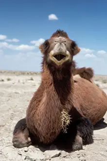 Prints of WAT-6059 Bactrian Camel Camelus bactrianus M. Watson Please note that prints are for personal display purposes only and may not be reproduced in any way. Bactrian Camel Prints: Bactrian Camel Print