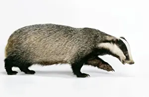 British Wildlife Photos Prints: Badger