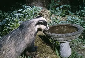 British Mammals Images Prints: Badger Drinking from bird bath