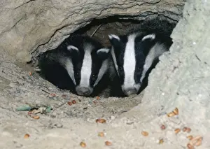 Wildlife Photographer Uk Prints: Badgers - in sett