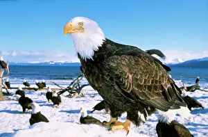 Prints of WAT-3672 BALD EAGLES - close-up in snow, standing in foreground, many Bald Eagles in background Haliaetus leucocephalus M Cebidae Prints: Bald Eagle Print - Close-up in Snow with Background Eagles