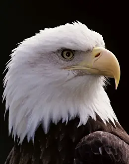 Bald Eagle Close-up Print