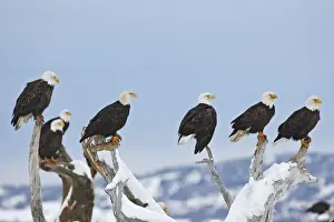 Bald Eagle Group Perched Print, Homer, Alaska