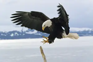Bald Eagle In Flight Prints: Bald Eagle - landing