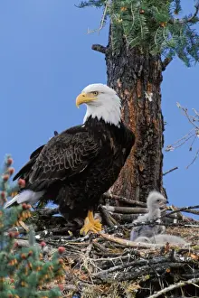Tom Leeson Photography Prints: Bald Eagle - At nest with young eaglets