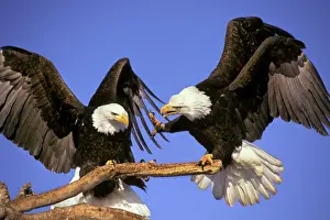 Prints of TOM-698 Bald Eagles - Squabble over perch Alaska, USA Haliaeetus leucocephalus Tom and Pat Leeson Please note that prints are for personal display purposes only and may not be reproduced in any way Cebidae Prints: Bald Eagles Print - Alaska Wildlife Scene