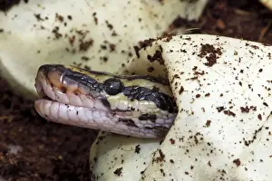 Ball Python Print - Captive Hatching from Egg, Native to Africa