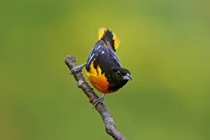 Personal Use Bird Photos Prints: Baltimore Oriole