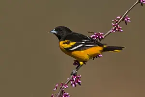 Jim Zipp Wildlife Photography Prints: Baltimore Oriole