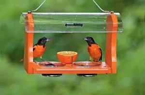 Baltimore Oriole - males feeding at jelly and fruit feeder Baltimore Oriole - males feeding at jelly and fruit feeder