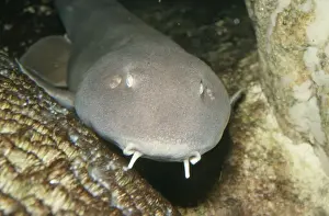 Marine Life Prints For Sale Prints: Bamboo Shark