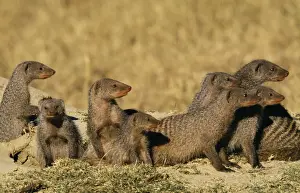 Banded Mongoose Print - Pack at Burrow