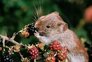 Bank Vole Print - Feeding on Blackberries