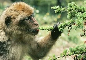 Images Dated 1st September 2009: Barbary Ape JPF 7000 Licking dew from a young Atlantic Cedar. Morocco, Northern Africa
