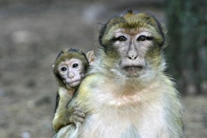 Barbary macaque / ape or rock ape - female carrying young Barbary macaque / ape or rock ape - female carrying young