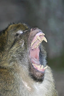 Barbary macaque / ape or rock ape - male performing aggressive, intimidation yawn Barbary macaque / ape or rock ape - male performing aggressive, intimidation yawn