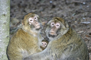 Barbary macaque / ape or rock apes - adults protecting young Barbary macaque / ape or rock apes - adults protecting young