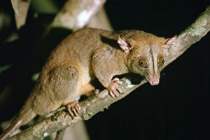 Bare-tailed Woolly Opossum Bare-tailed Woolly Opossum