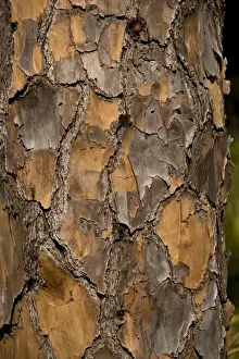 Close Up Tree Trunks Prints: Bark of slash pine