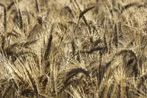 Hordeum Vulgare Images Prints: Barley - in field