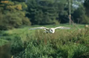 Chris Knights Photographer Prints: Barn Owl