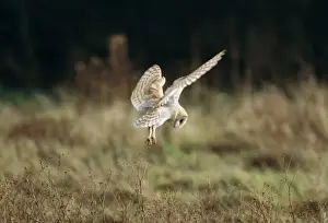 Chris Knights Photography Prints: Barn Owl