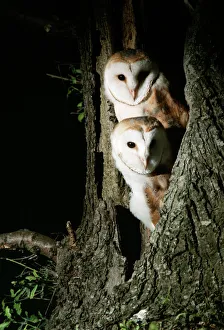 <b class=qtipBold><figcaption>Barn Owl</figcaption></b><br>CK-977 Barn Owl UK Tyto alba Chris Knights Please note that prints are for personal display purposes only and may not be reproduced in any way.<br><em>© Chris Knights/ardea.com</em> Barn Owl