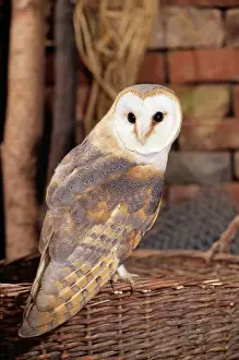 Prints of ME-706 Barn Owl - perched on basket In barn Tyto alba Johan De Meester Please note that prints are for personal display purposes only and may not be reproduced in any way. Barn Owl Prints: Barn Owl Print - Perched on Basket in Barn
