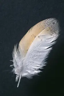 John Daniels Artwork Prints: Barn Owl Feather