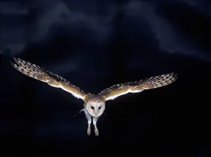 Barn Owl - in flight, at night Barn Owl - in flight, at night