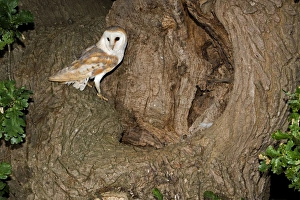 Barn Owl - standing beside nest hole in oak tree Barn Owl - standing beside nest hole in oak tree