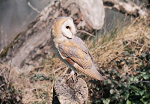 Barn OWL - on tree stump, with head turned 180 degrees Barn OWL - on tree stump, with head turned 180 degrees