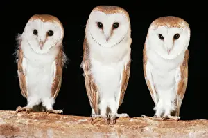 Prints of JD-4584 BARN OWLS - x three in a line Tyto alba John Daniels Please note that prints are for personal display purposes only and may not be reproduced in any way. Awe-Inspiring Bird Prints: Barn Owl Print - A Single Barn Owl in Flight