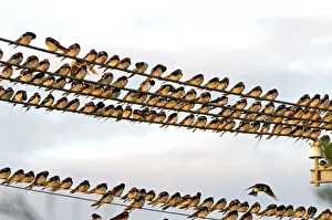 Barn Swallows - massing on electricity cables prior to migrating Barn Swallows - massing on electricity cables prior to migrating