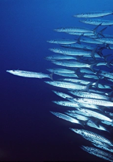 Barracuda - shoal Barracuda - shoal