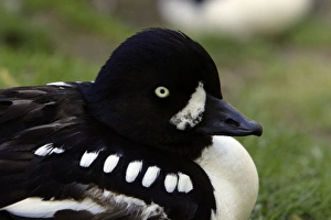 Barrows Goldeneye - detailed study of drakes head Barrows Goldeneye - detailed study of drakes head